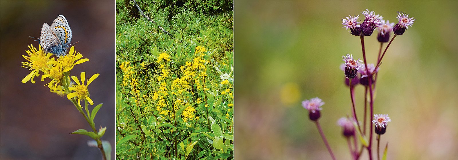 Vaeltajan tunturikasvio