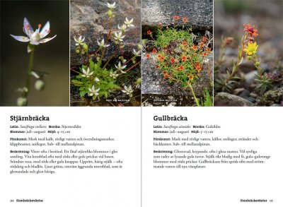 Flora för fjällvandrare