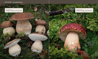 Svampbok för matälskare