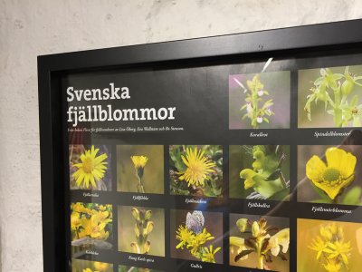 Svenska fjällblommor